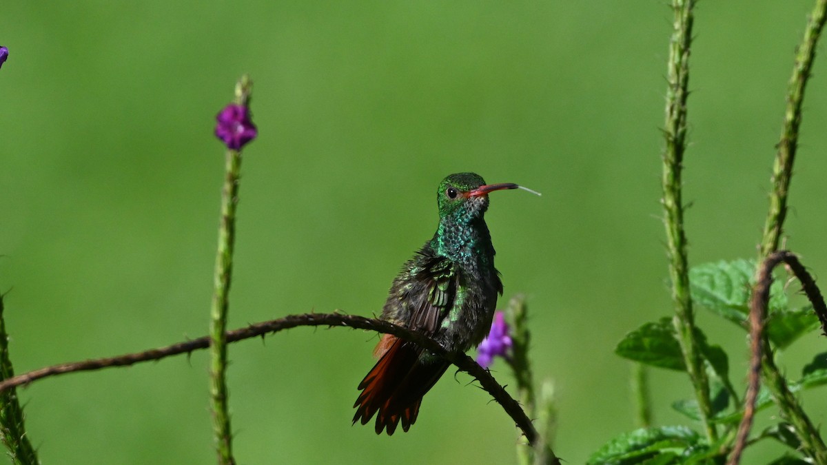 Rufous-tailed Hummingbird - ML646619072