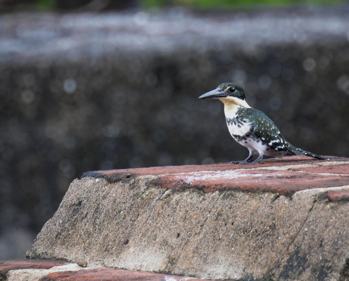 Green Kingfisher - ML646619073