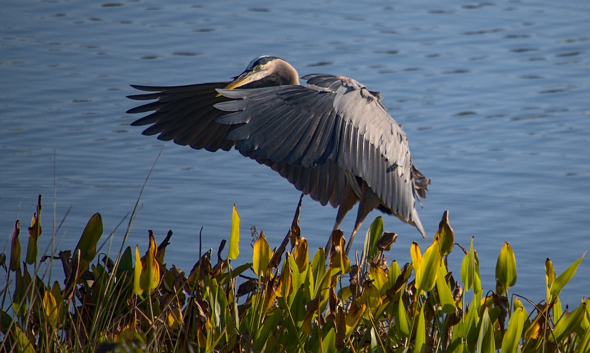 אנפה אמריקנית - ML646619074