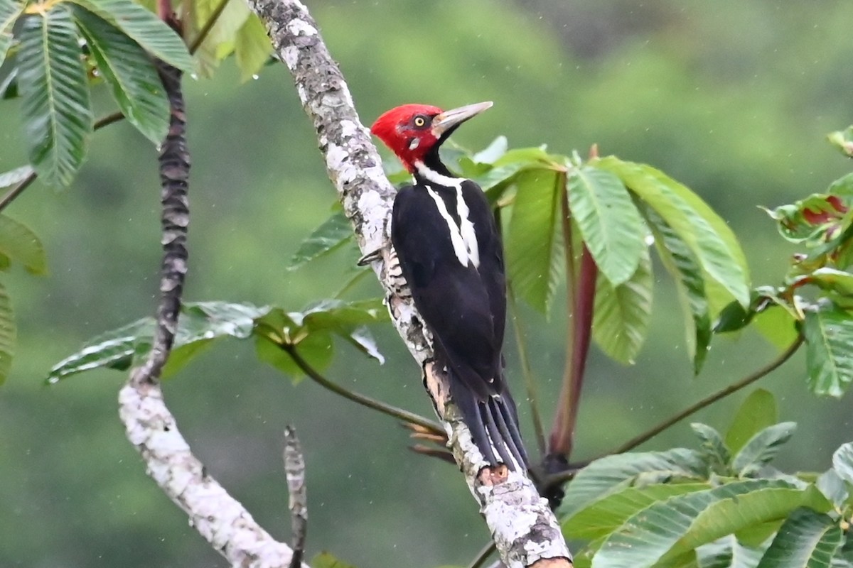 Picamaderos Barbinegro - ML646619075