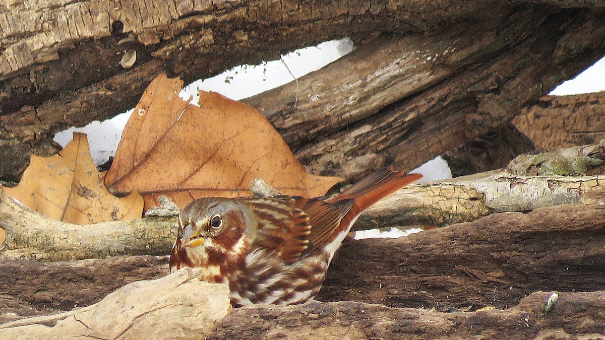 revespurv (iliaca/zaboria) (kanadarevespurv) - ML646619076