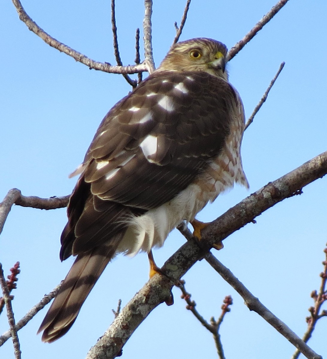 Amerika Atmacası - ML646619077