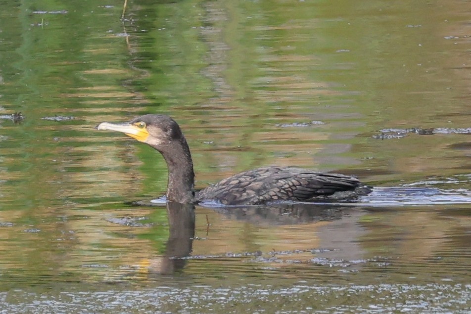 kormorán velký - ML646619078