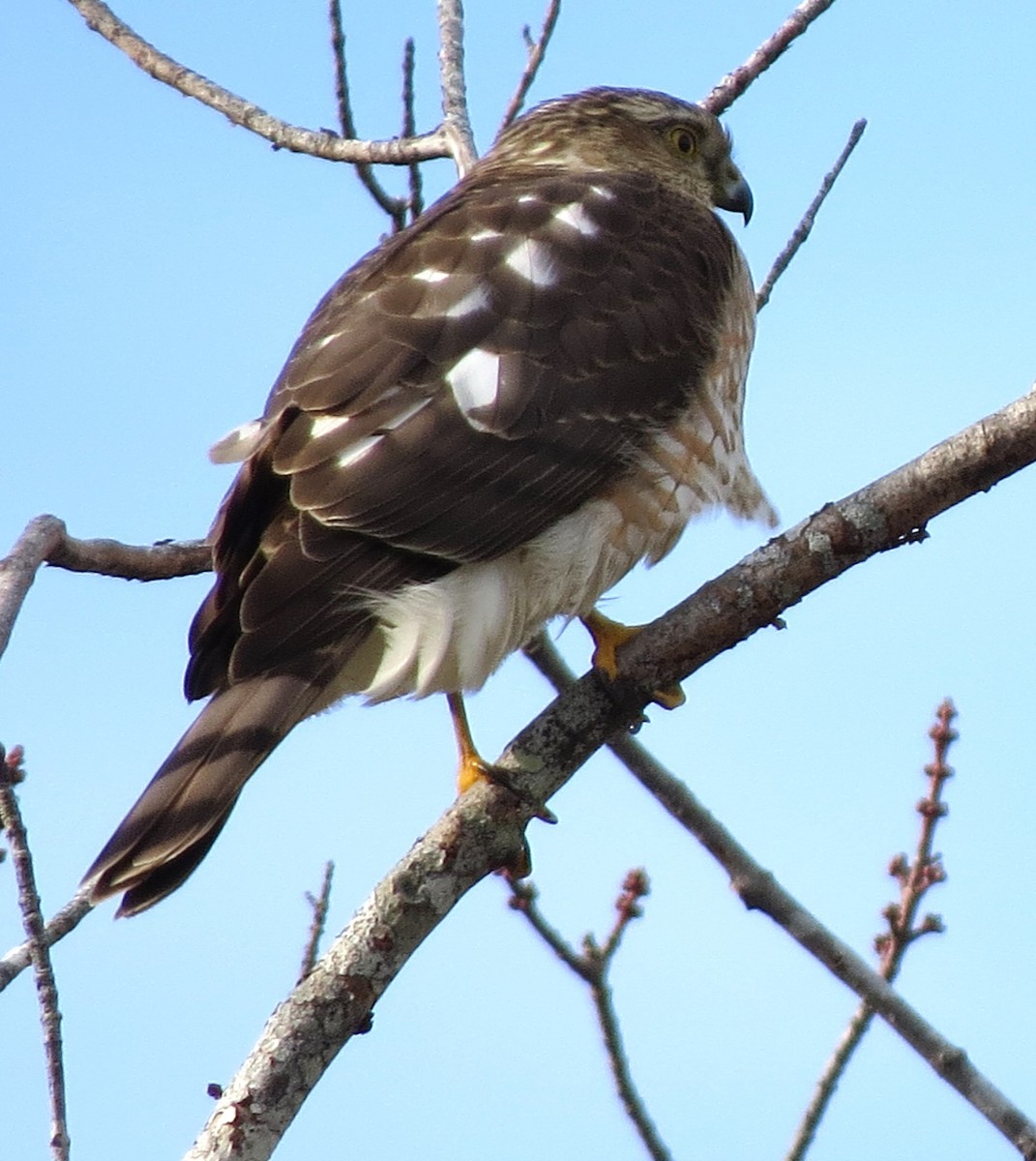 Amerika Atmacası - ML646619080