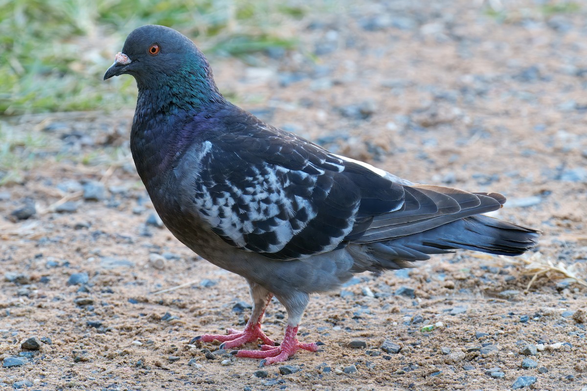 Rock Pigeon (Feral Pigeon) - ML646619081