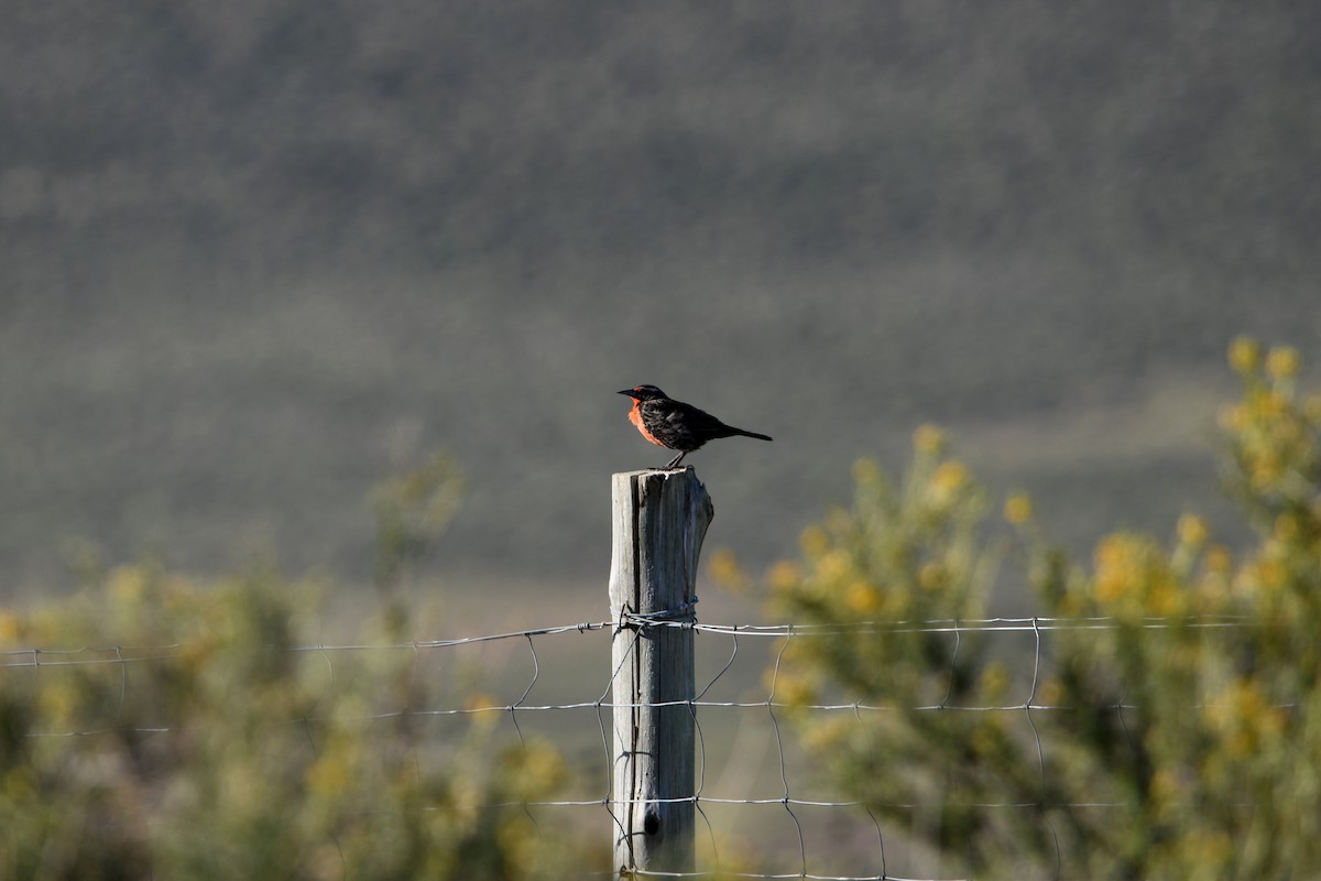 Long-tailed Meadowlark - ML646619082