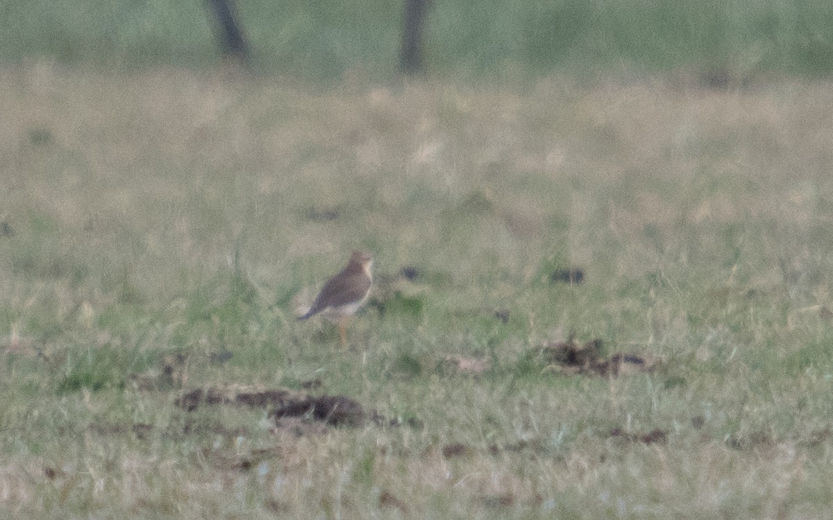 Пісочник довгоногий - ML646619084