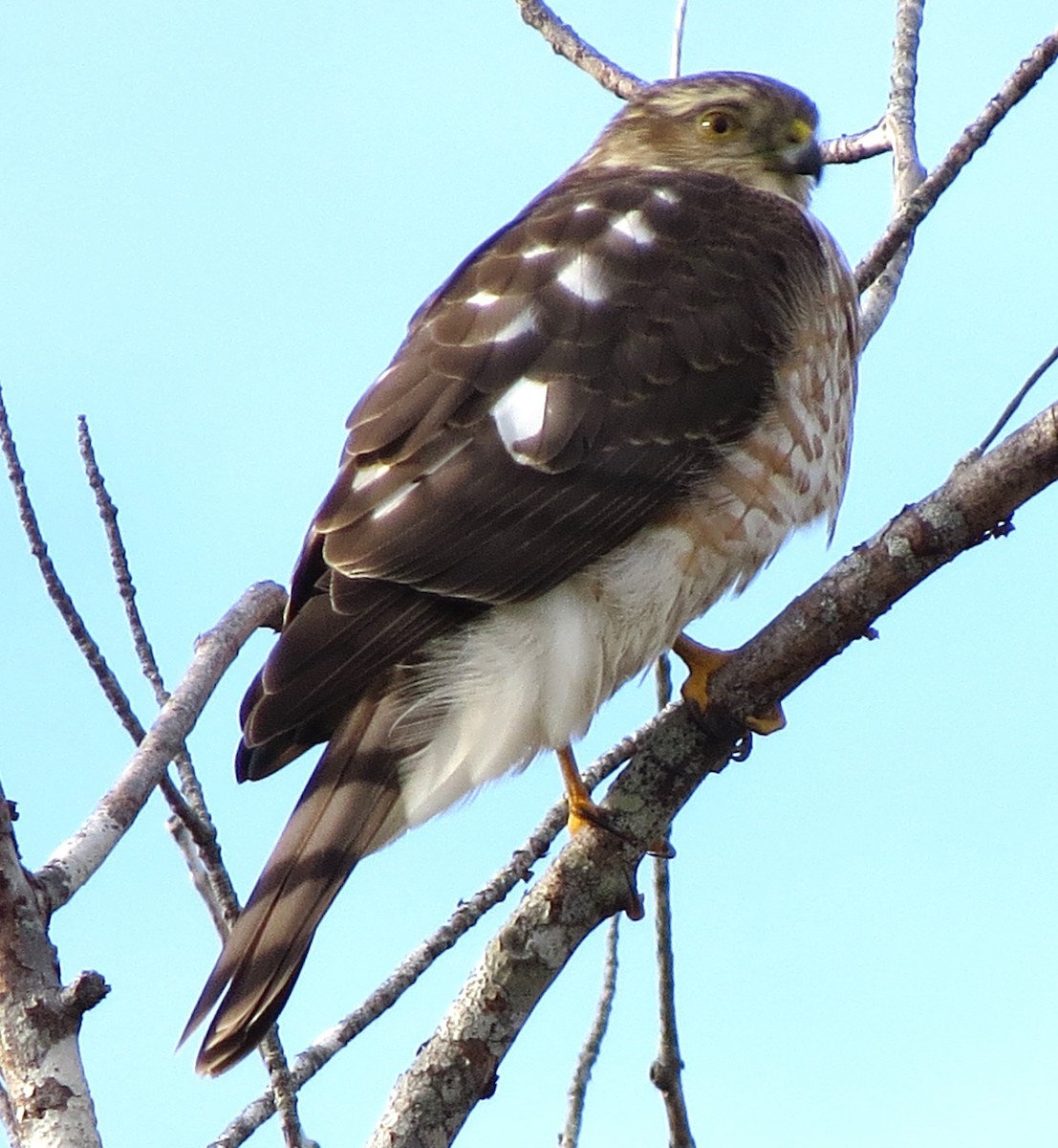 Amerika Atmacası - ML646619086