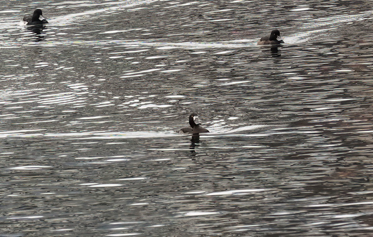 Bergente - ML646619087