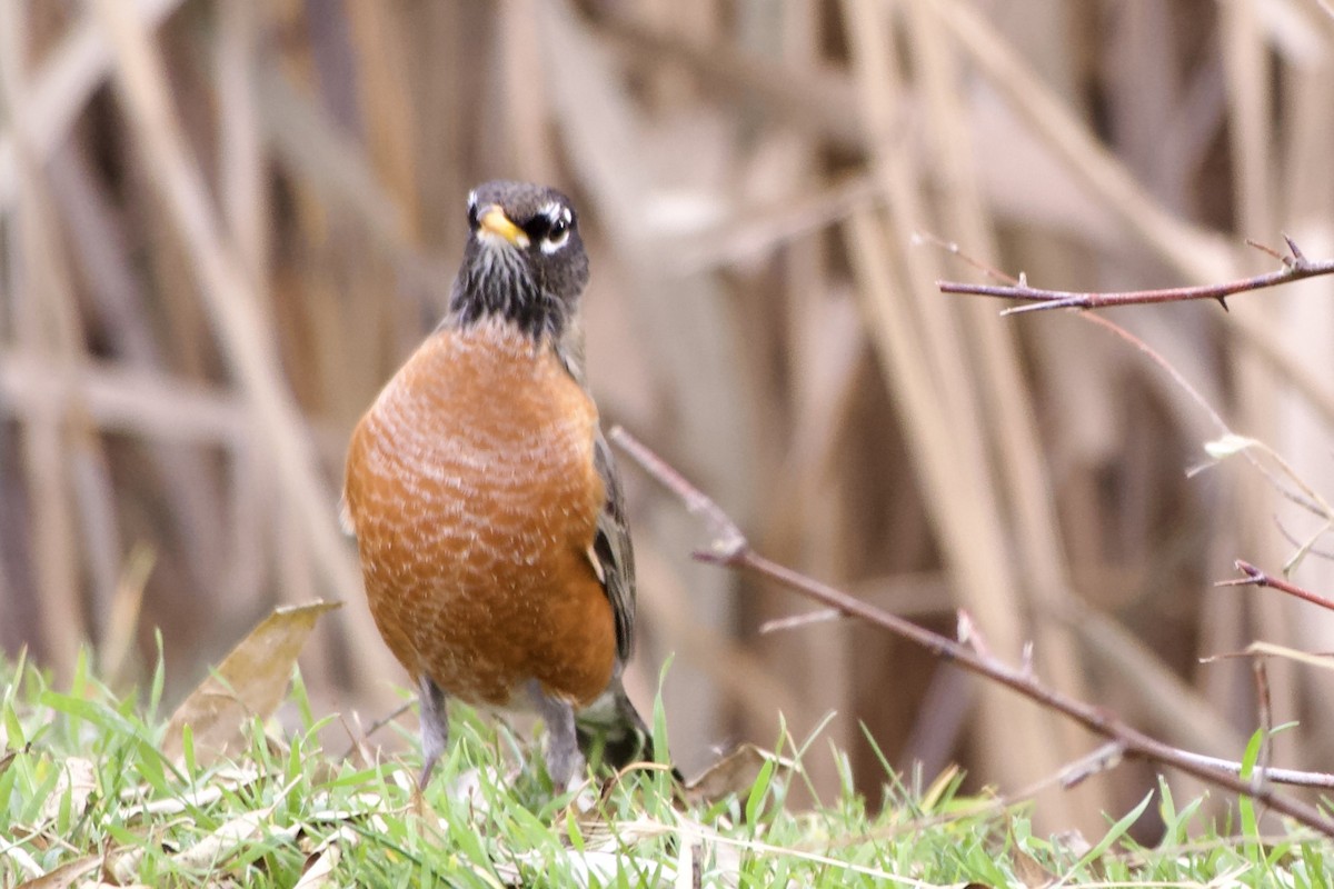 Wanderdrossel - ML646619088