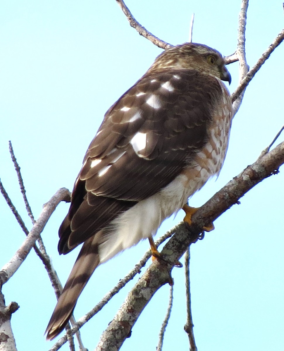 Amerika Atmacası - ML646619089