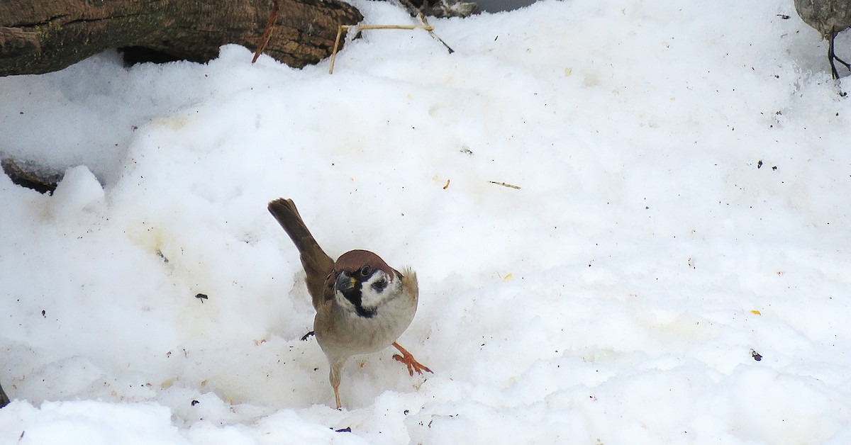 Ağaç Serçesi - ML646619090