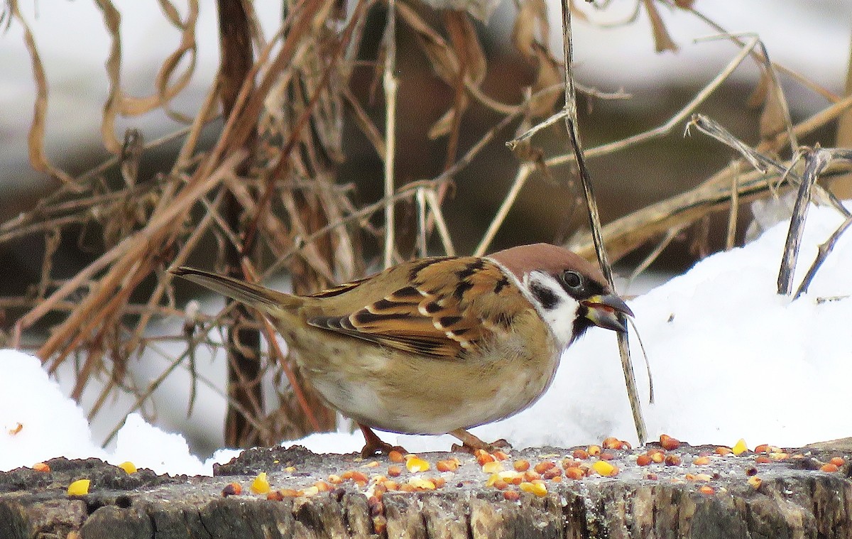 Ağaç Serçesi - ML646619091