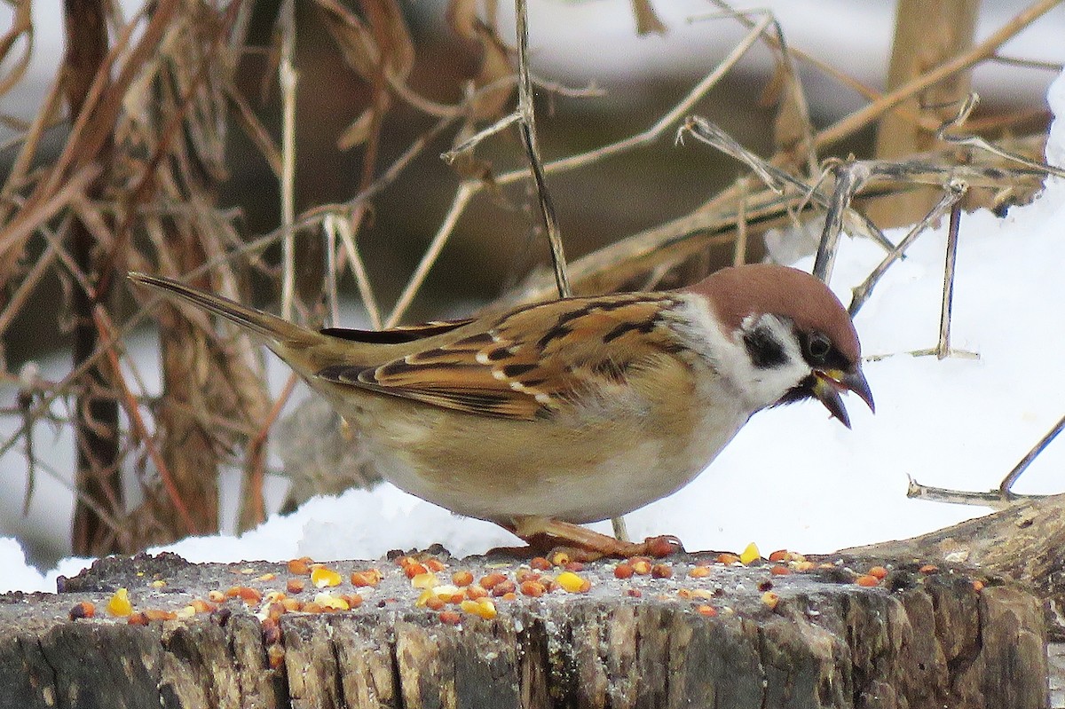 Ağaç Serçesi - ML646619092