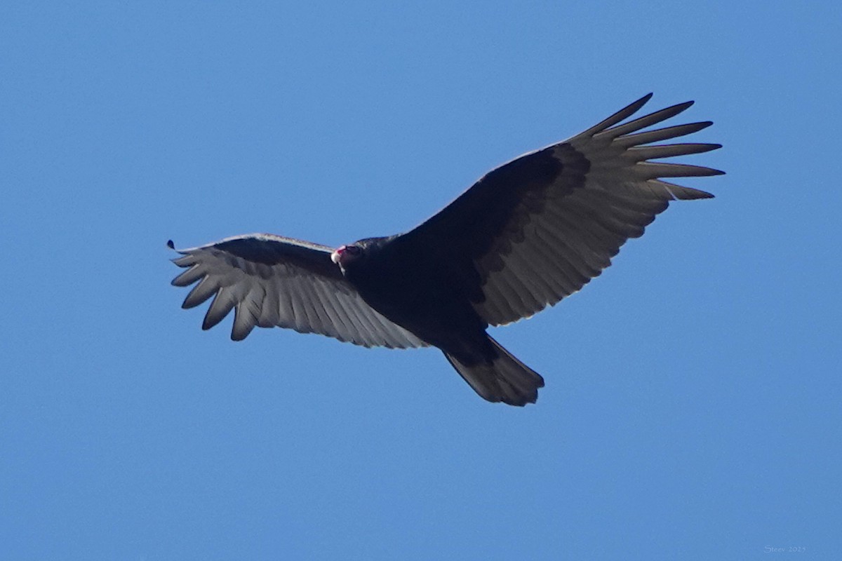 Turkey Vulture - ML646619093