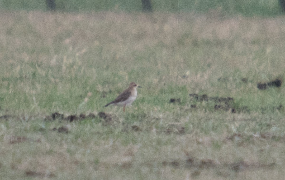 Пісочник довгоногий - ML646619095