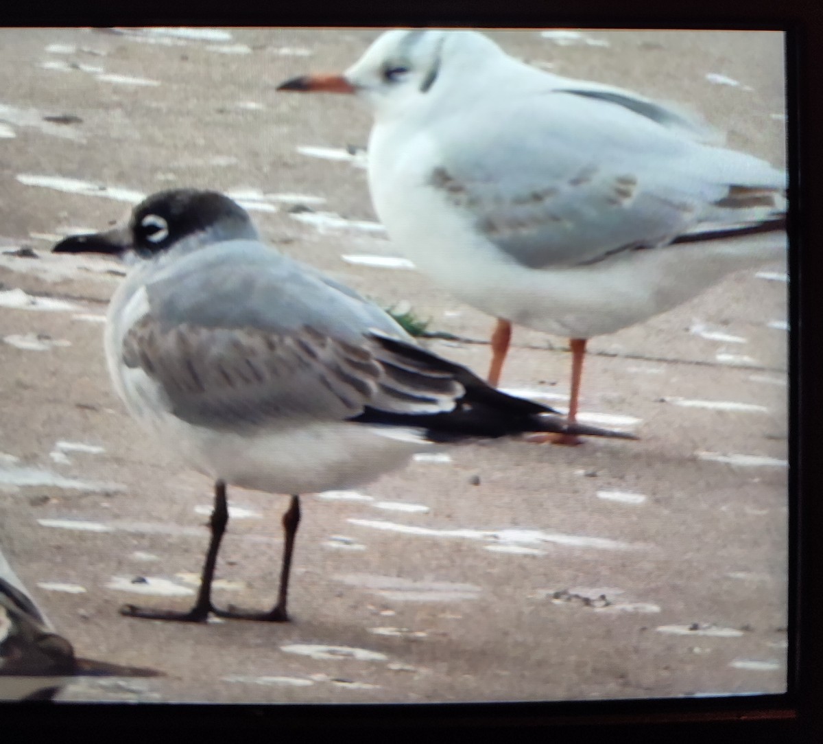 Franklin's Gull - ML646619096