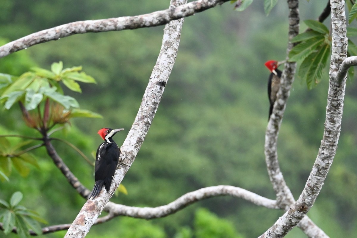 Picamaderos Barbinegro - ML646619097