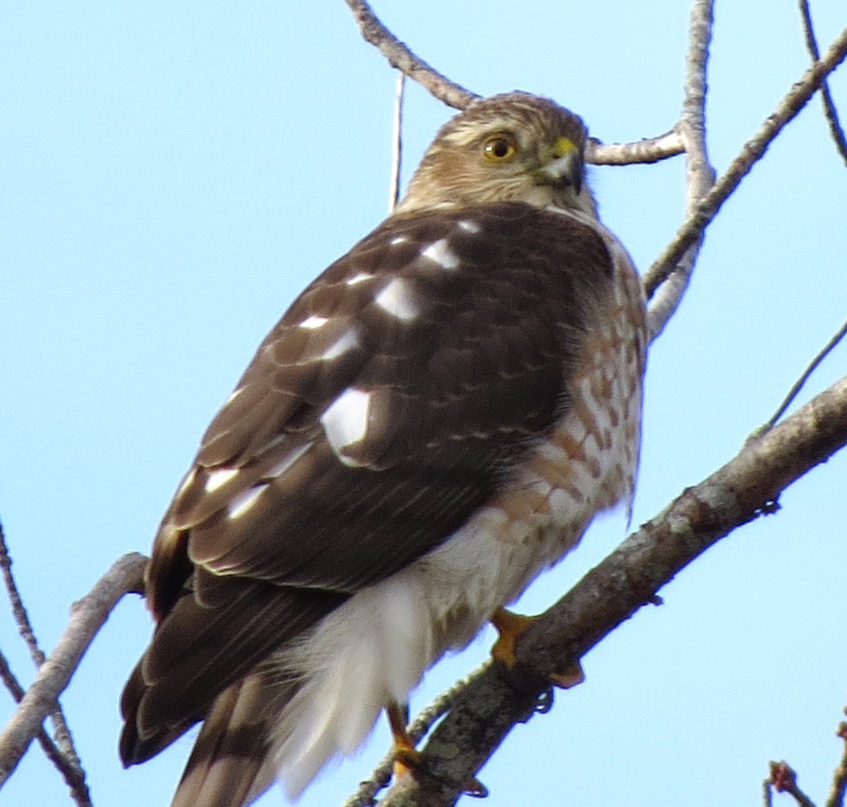 Amerika Atmacası - ML646619098