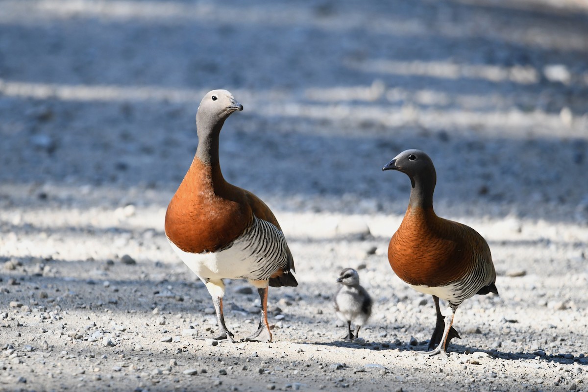 husice rudoprsá - ML646619099