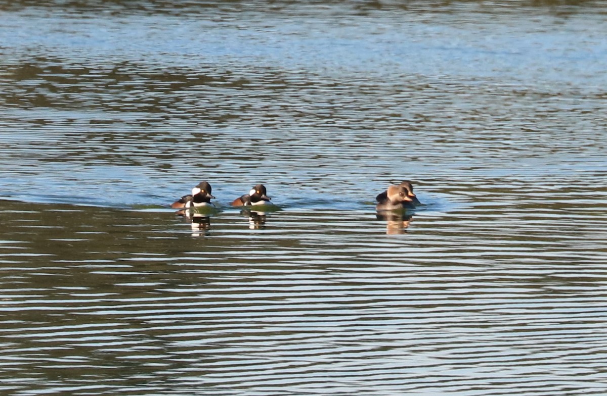 Hooded Merganser - ML646619100