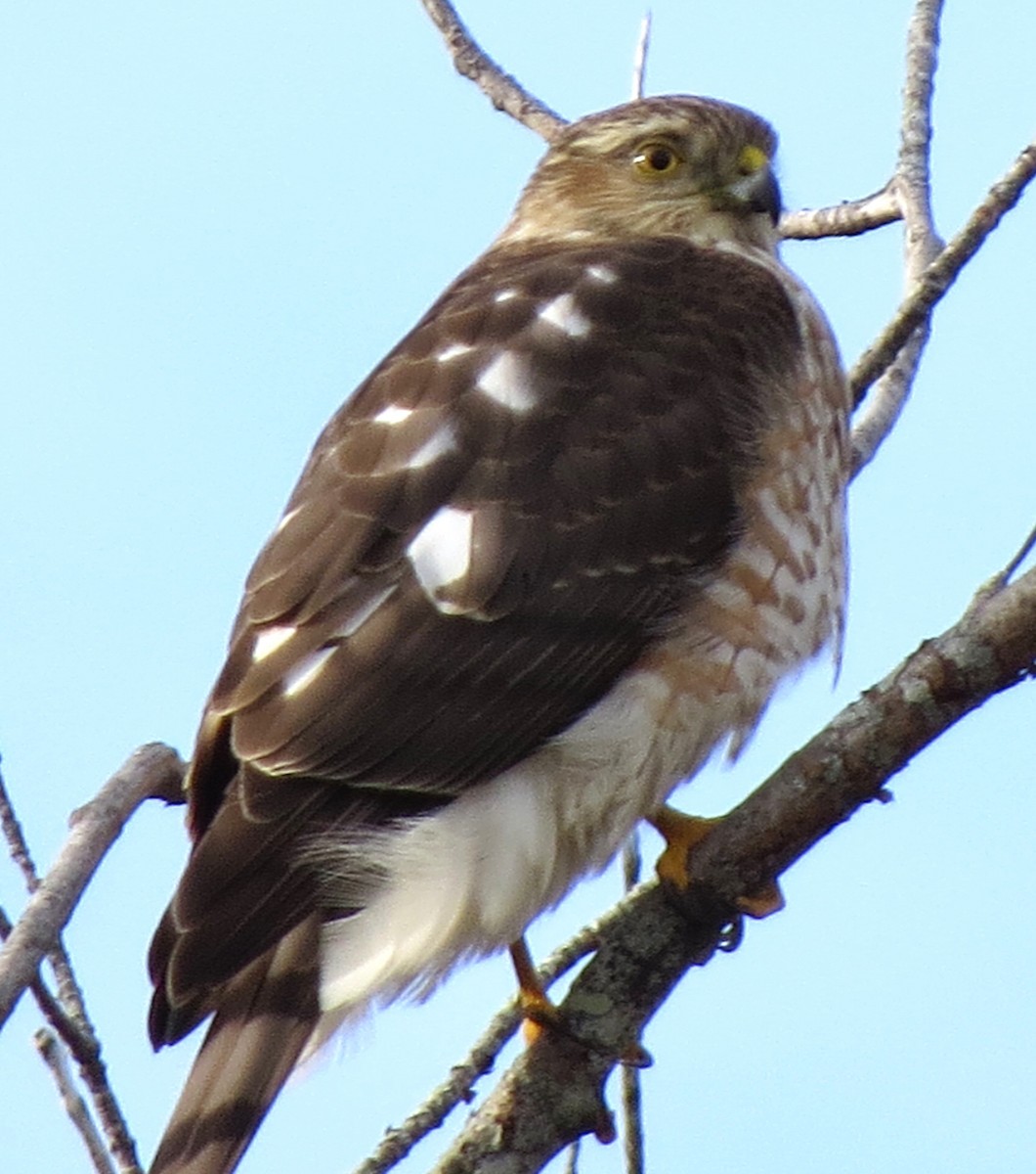 Amerika Atmacası - ML646619102