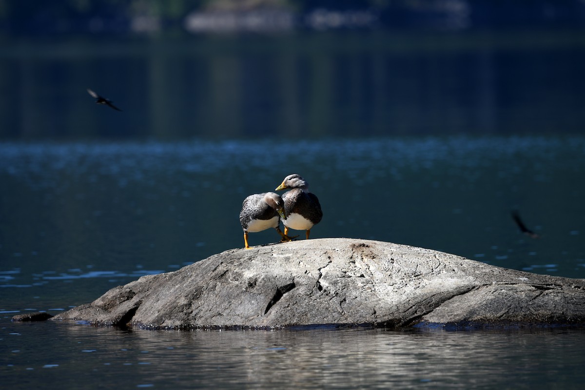 kachyně patagonská - ML646619103