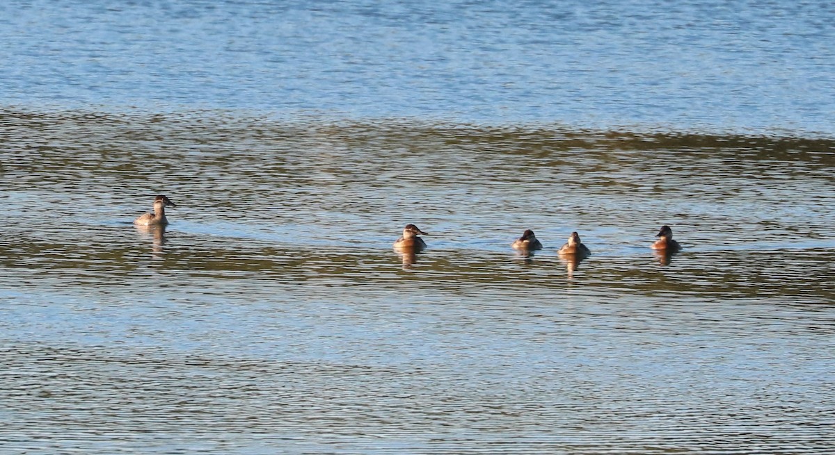 Ruddy Duck - ML646619104