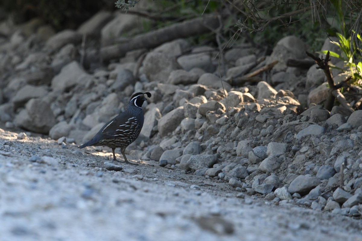 křepel kalifornský - ML646619105