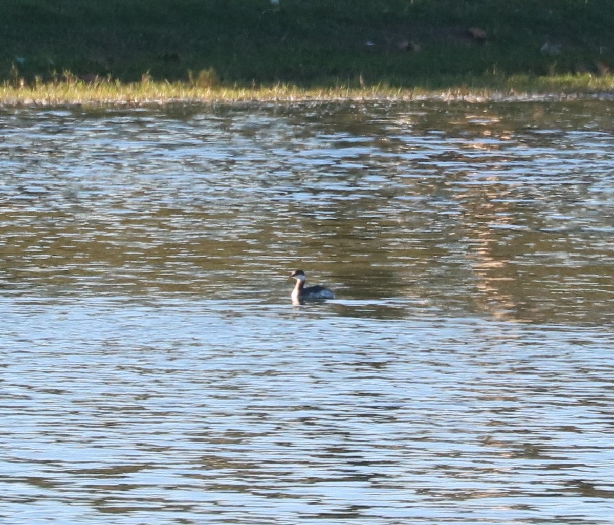 Horned Grebe - ML646619109