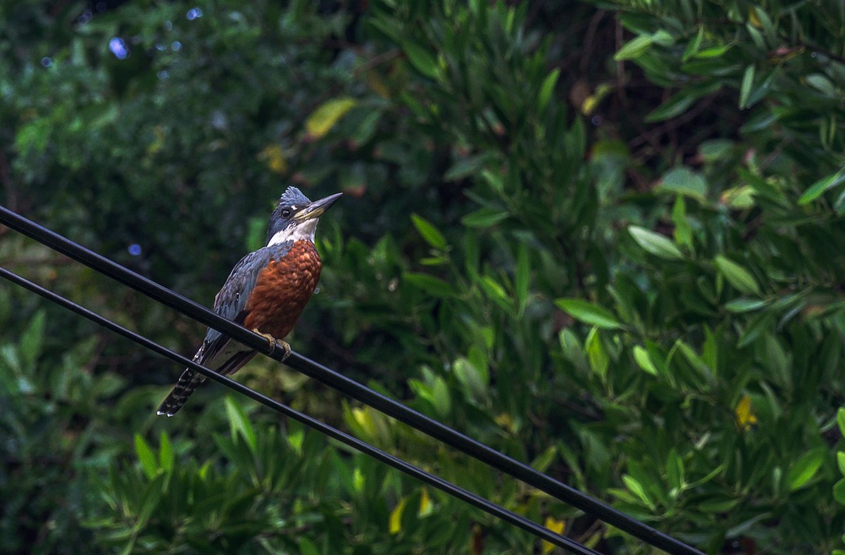 Ringed Kingfisher - ML646619110