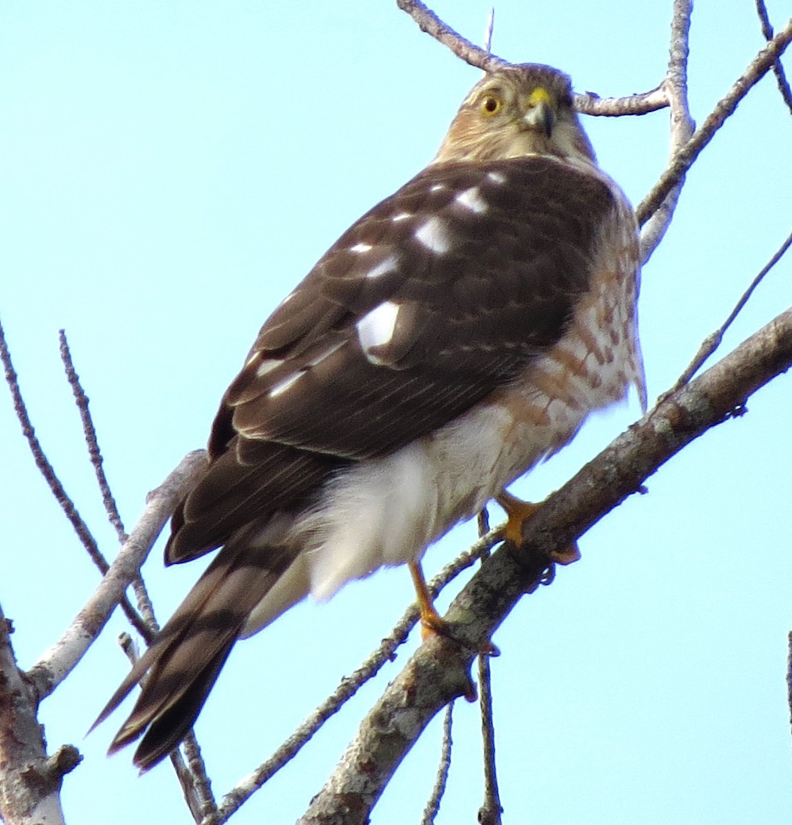 Amerika Atmacası - ML646619112