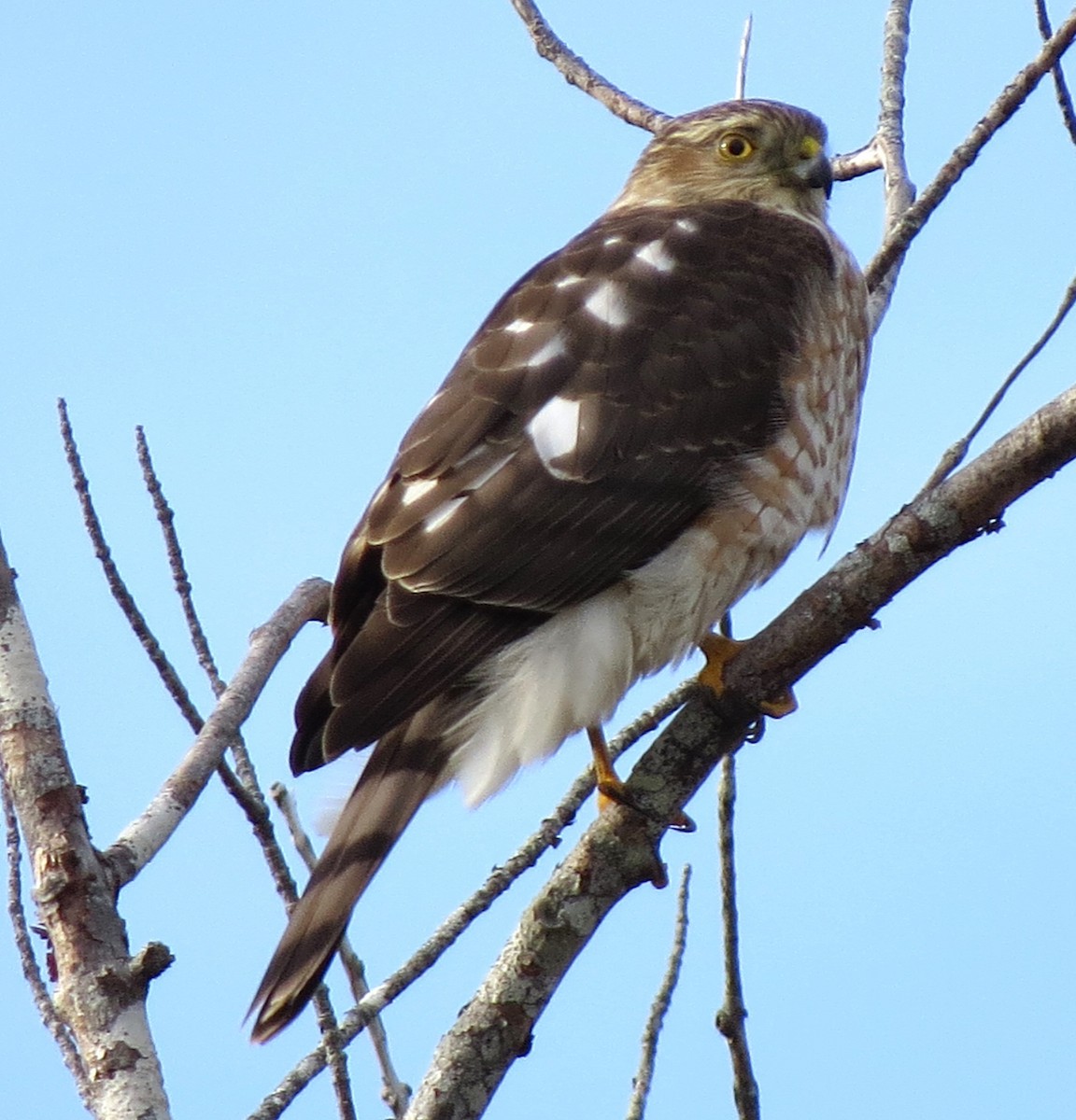 Amerika Atmacası - ML646619118