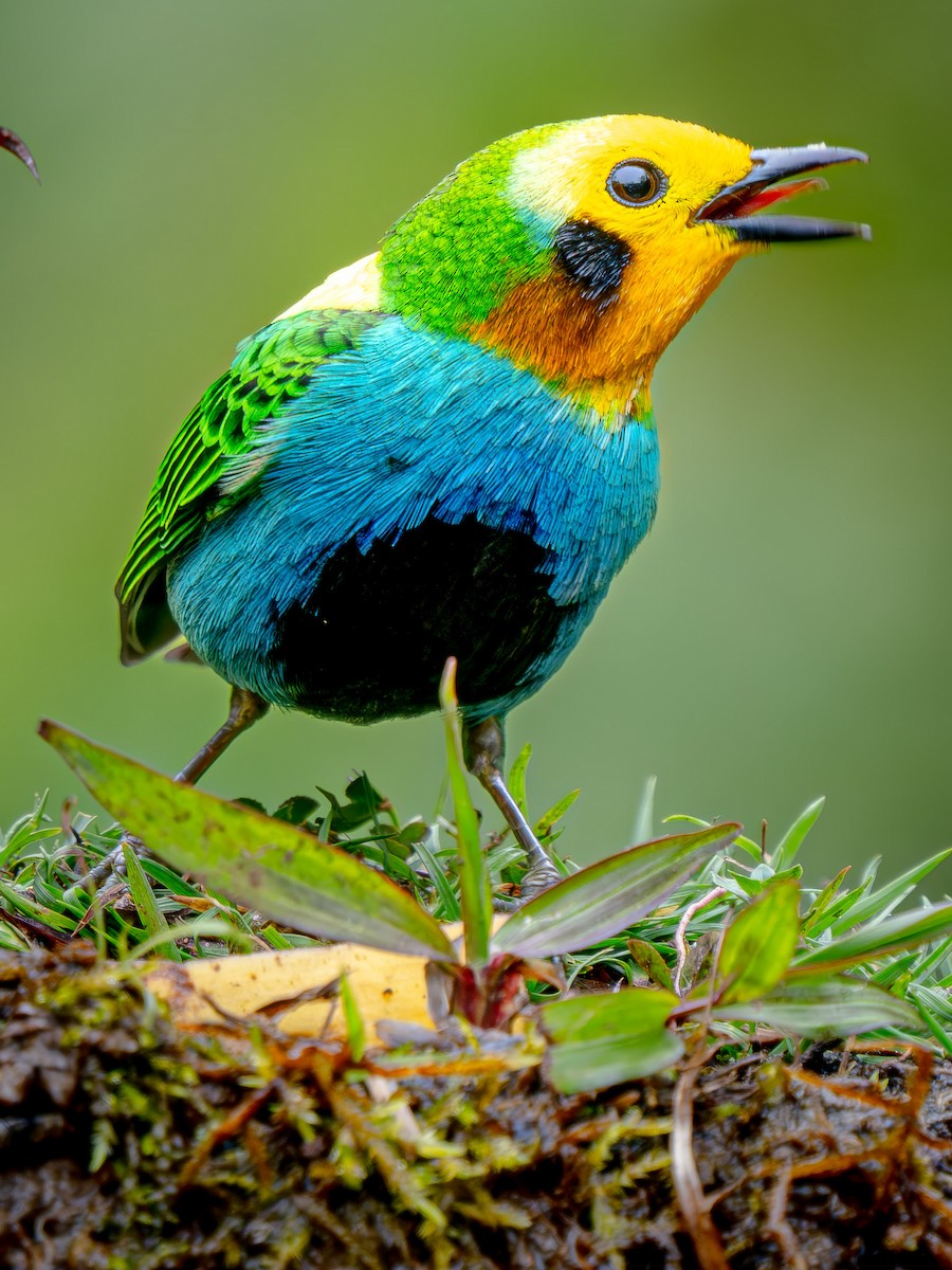 Multicolored Tanager - ML646619119