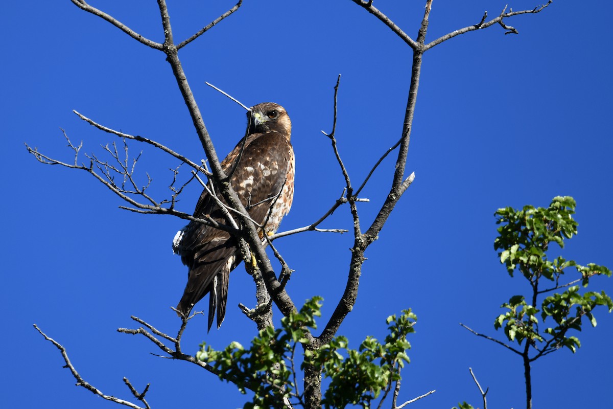 káně proměnlivá - ML646619120