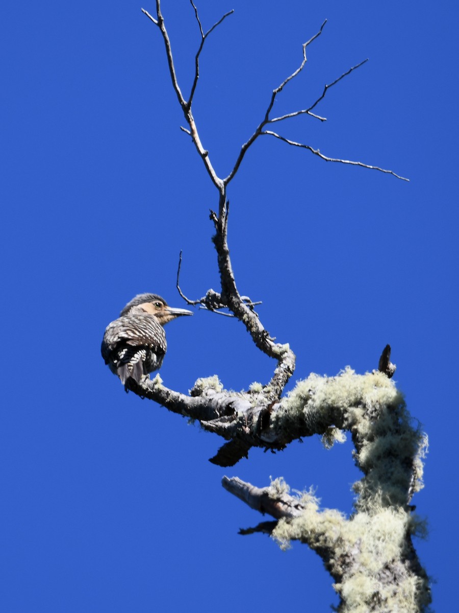 datel chilský - ML646619127