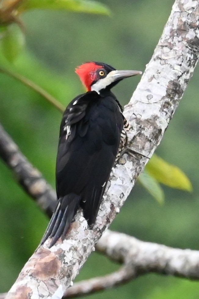 Picamaderos Barbinegro - ML646619129