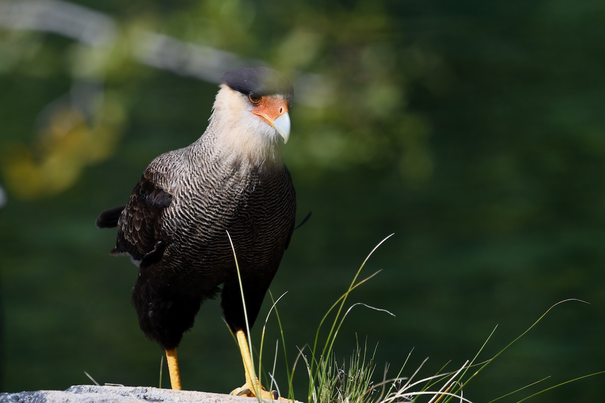 karančo jižní - ML646619131