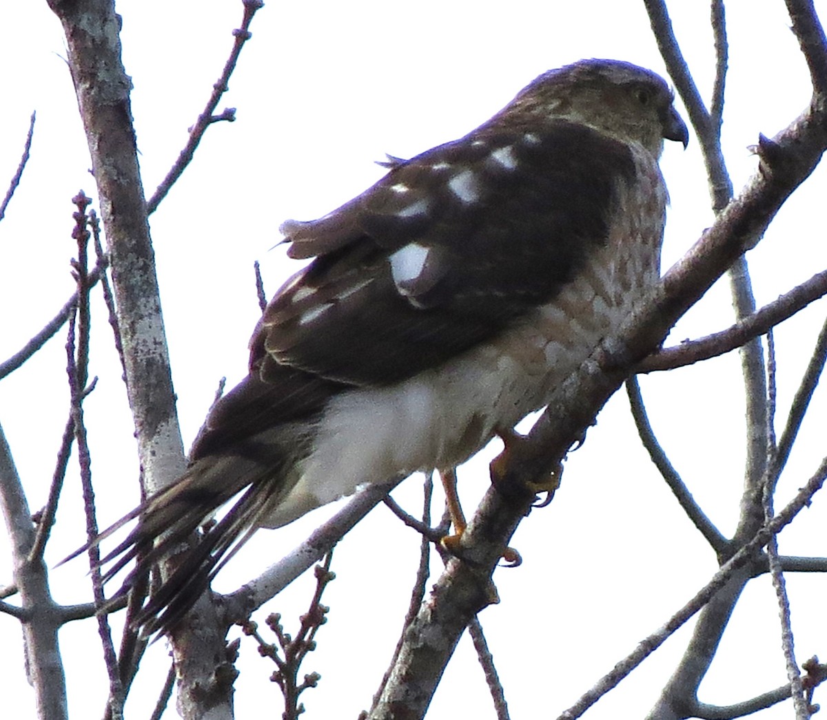 Amerika Atmacası - ML646619134