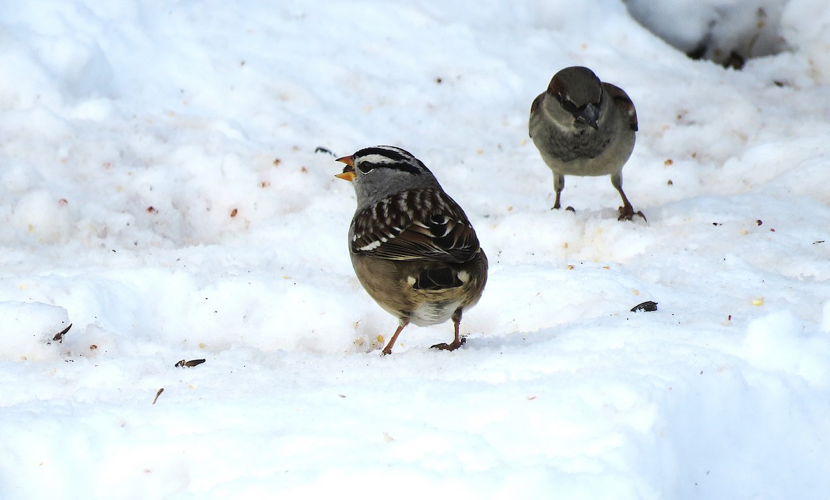 hvitkronespurv (gambelii) - ML646619138