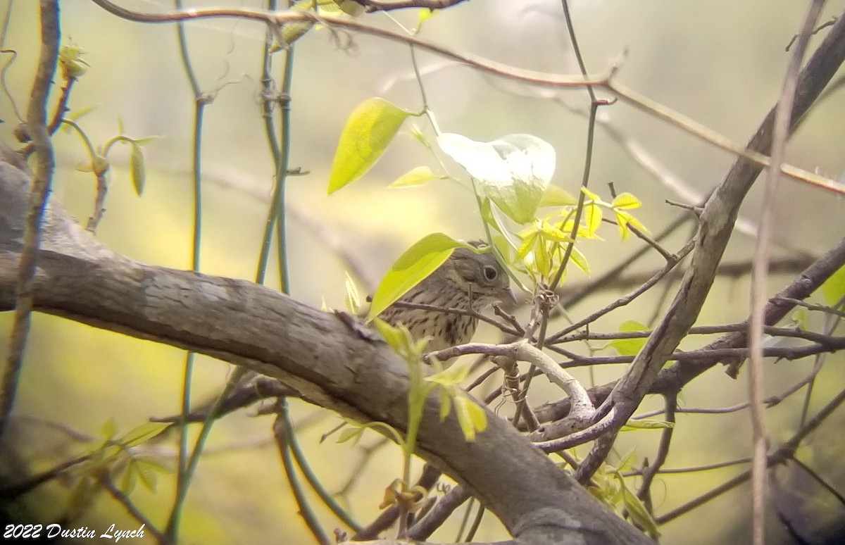 Lincoln's Sparrow - ML646619141