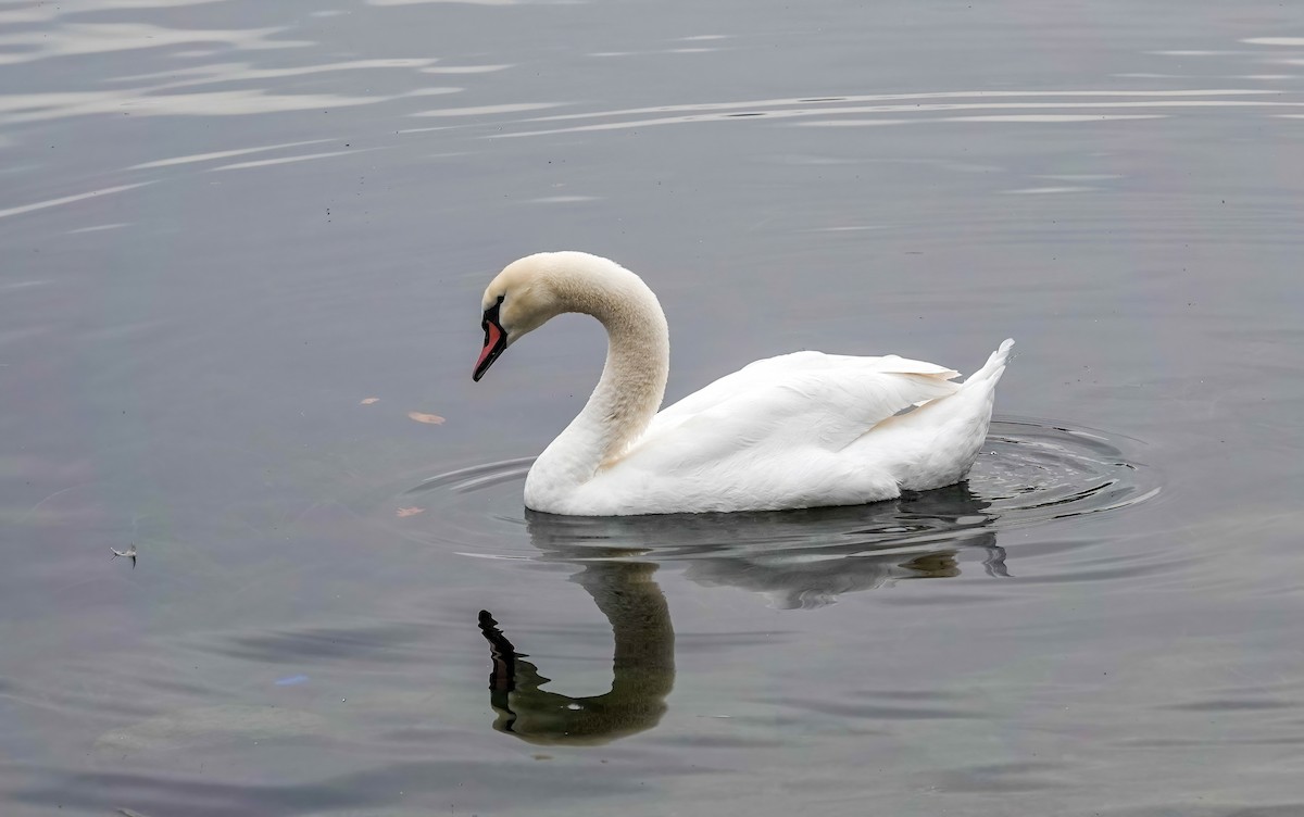 コブハクチョウ - ML646619142