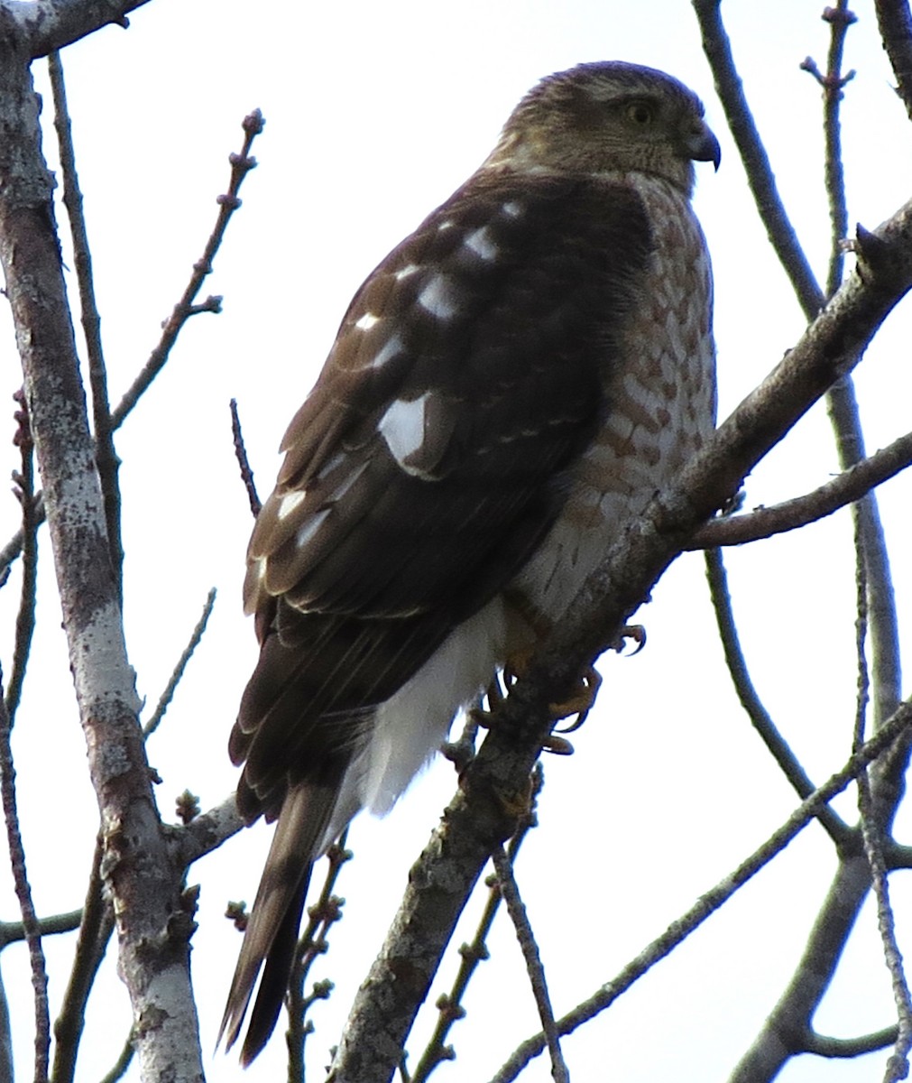 Amerika Atmacası - ML646619144