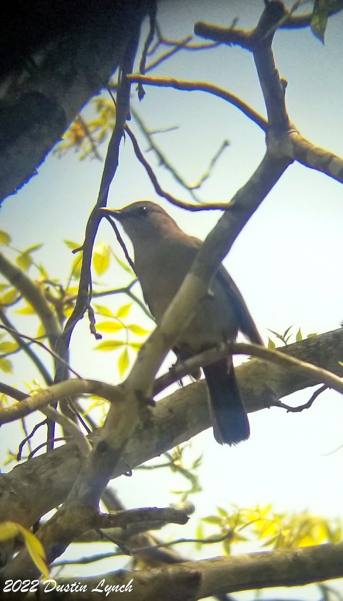 Пересмішник сірий - ML646619145