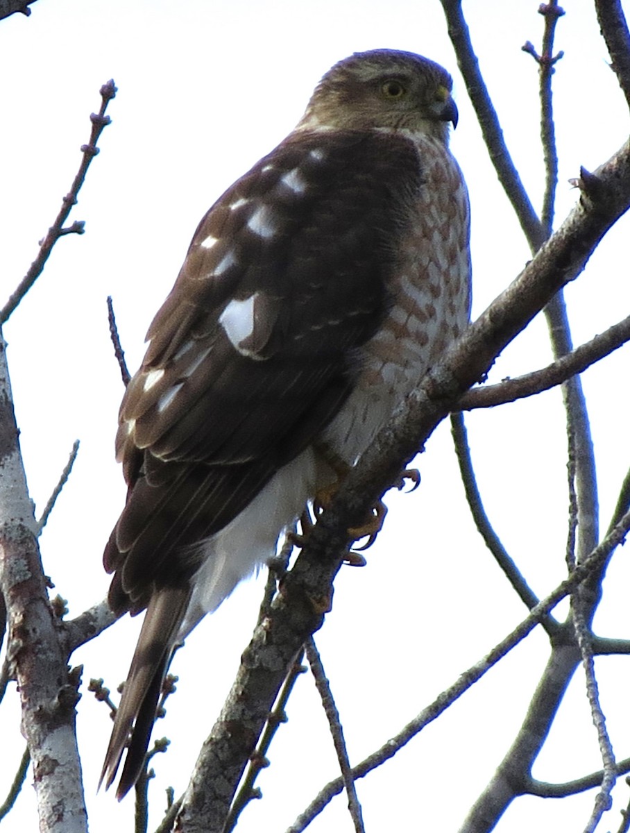 Amerika Atmacası - ML646619146