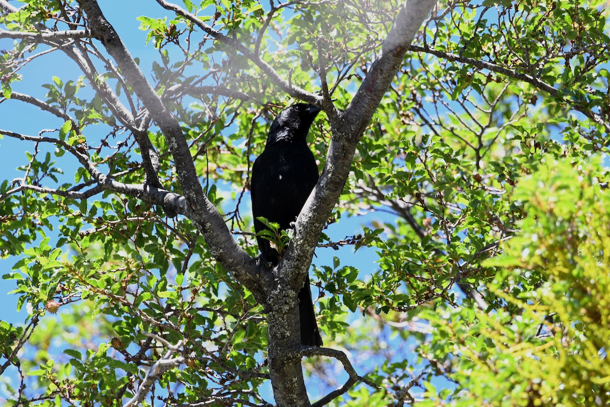 Austral Blackbird - ML646619148