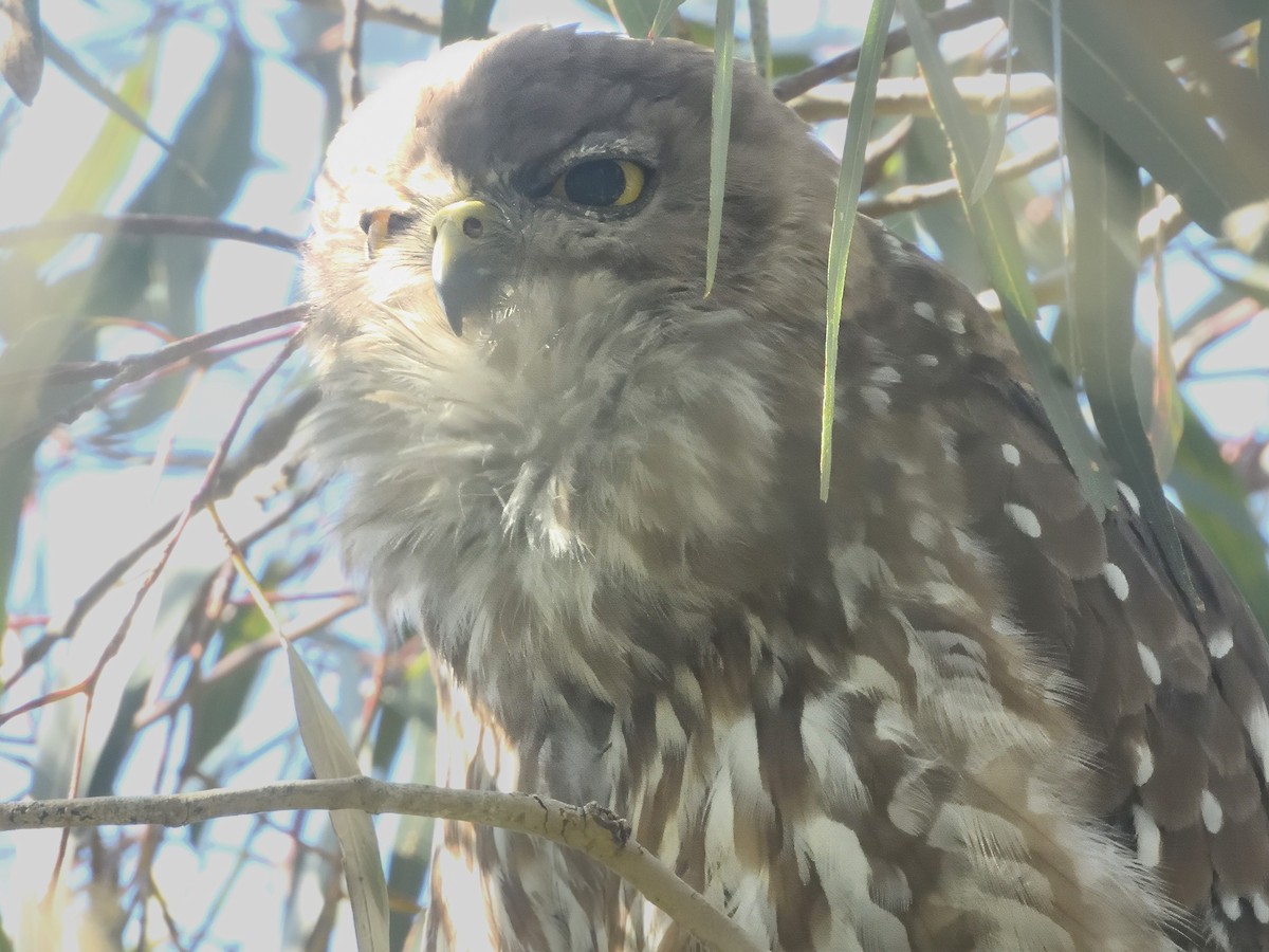 Barking Owl - ML646619149