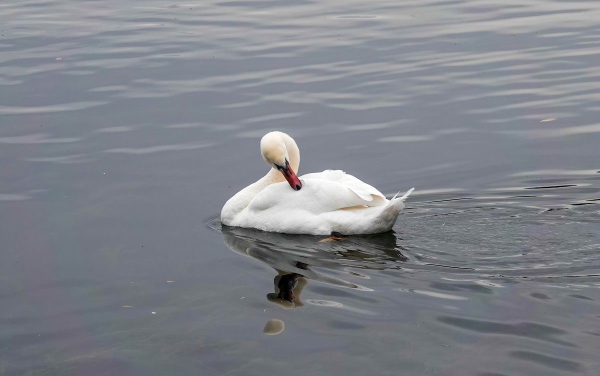 コブハクチョウ - ML646619151