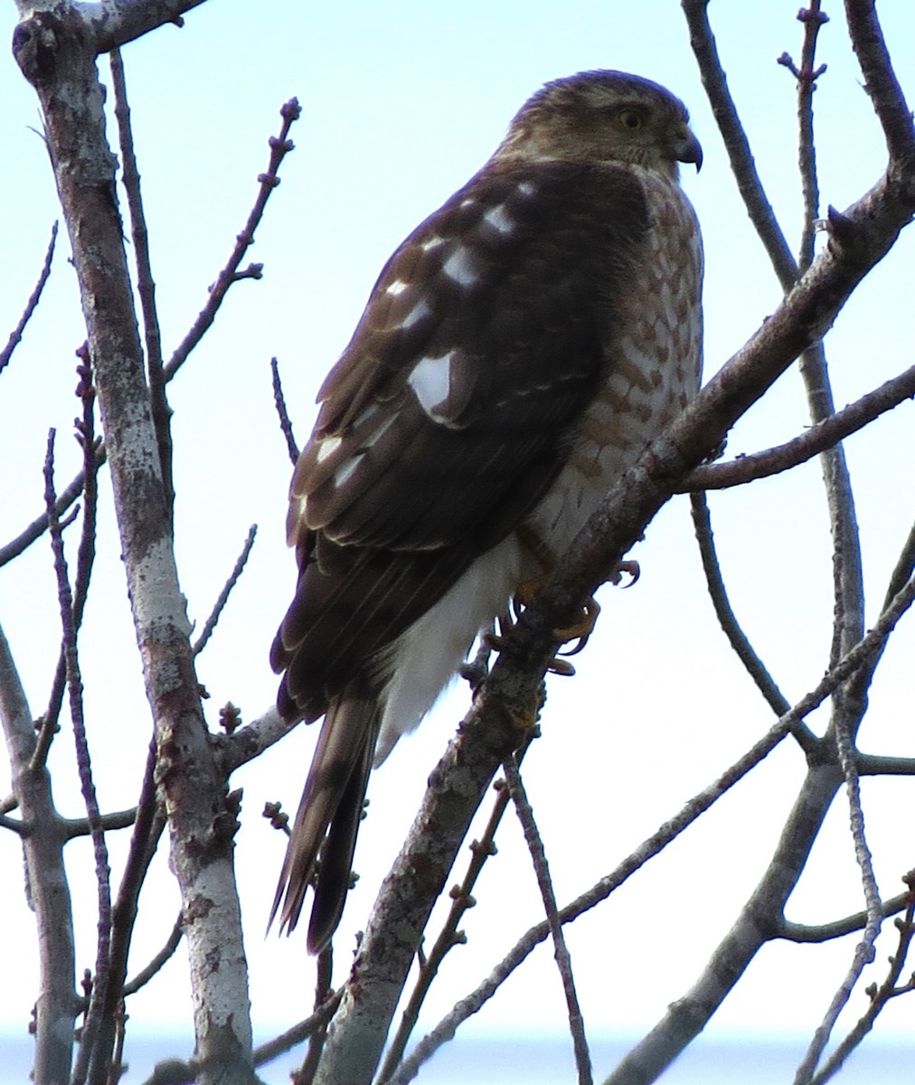 Amerika Atmacası - ML646619153