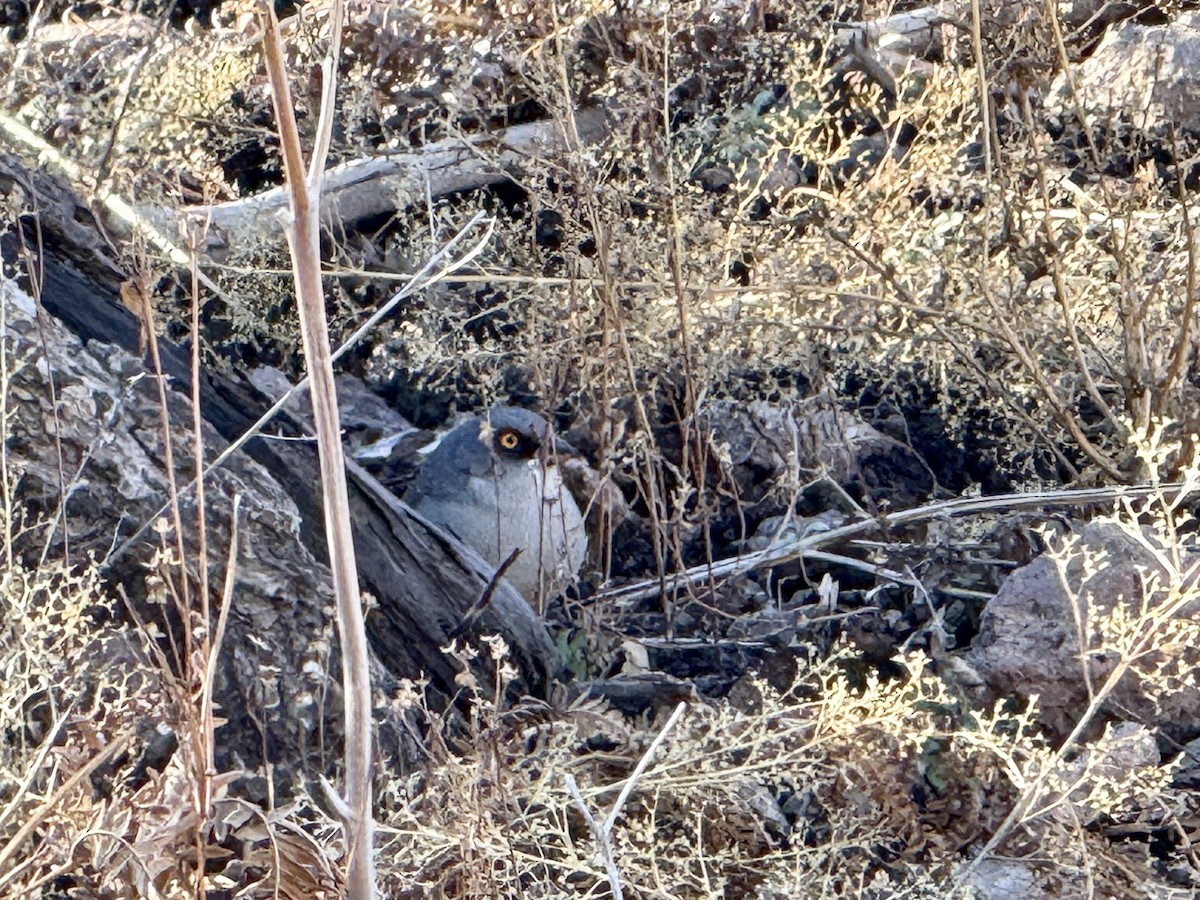 Рыжеспинный юнко - ML646619156